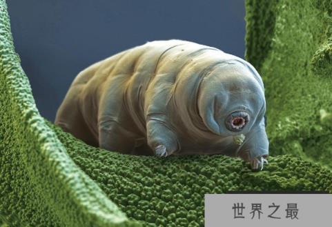 世界上生命力最顽强的生物 水熊虫是微观生物(仅几毫米)