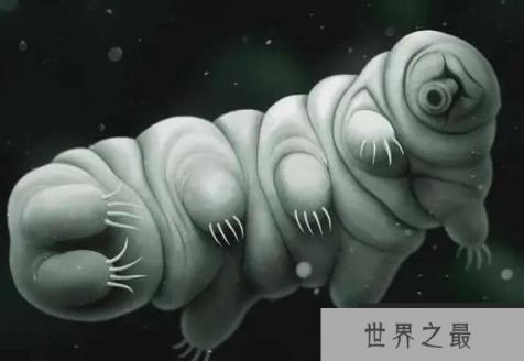 世界上生命力最顽强的生物 水熊虫是微观生物(仅几毫米)