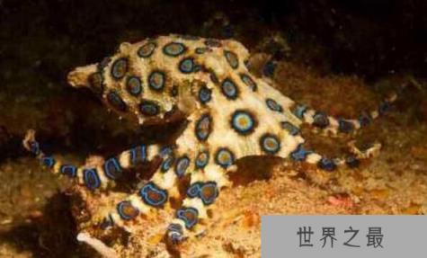 世界上最毒的章鱼：蓝环章鱼，被它咬伤必死无疑（图1）