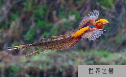 世界上最漂亮的鸟排行，北方皇家鶲酷似凤凰排行第一