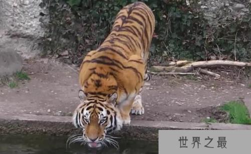 世界上最大的猫科动物：东北亚巨虎，体长4米，重约800公斤