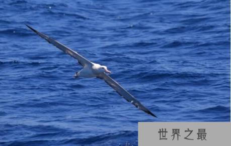 世界上翅膀最长的鸟：漂泊信天翁，翅膀长3.7米(翅膀最长/体型最大)