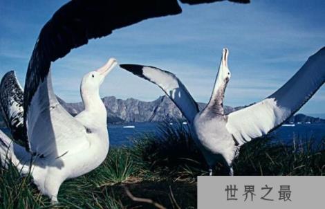 世界上翅膀最长的鸟：漂泊信天翁，翅膀长3.7米(翅膀最长/体型最大)