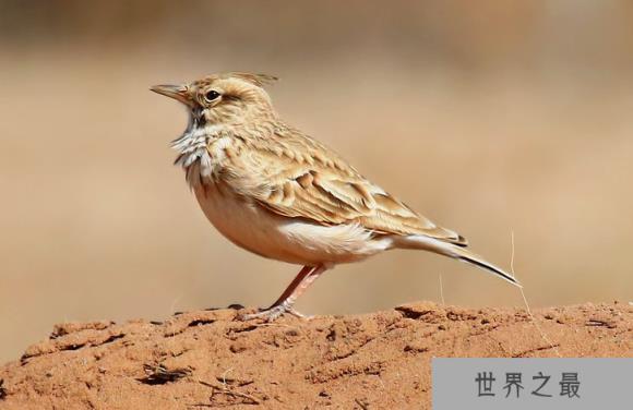 　　导语：现在很多人喜欢养一些外形美丽而且声音比较优美动听的鸟类。在大自然中有很多鸟的声音是非常动听响亮的，想知道是那些鸟吗?下面VIP世界之最网为大家盘点了观赏鸟十大鸣鸟排名，一起来看看吧。  　　观赏鸟十大鸣鸟排名  　　一、百灵  　　百灵鸟是一种歌声比较动听的鸟，产于内蒙古地区和河北的北部。能够模仿各种鸟的叫声，而且声音婉转悠扬能够边唱歌边跳舞是人们喜爱的笼养鸟之一。  　　二、画眉  　　画眉全身大部棕褐色，一般生活在竹林中。非常的聪明不能够远距离的飞翔，声音洪亮歌声悠扬非常好听，是一种非常有名的笼养鸟。主要是吃昆虫和食草籽为食，分布在中国东南沿海地区。  　　三、绣眼  　　绣眼是一种体形比较小的鸟类，嘴巴小小的。鲜明的白眼圈显得比较特别所以被称为绣眼。生活在树林里面主要吃昆虫和果实为食物，是一种比较活泼的鸟大部分都是群聚在一起。  　　四、靛颏  　　靛颏是一种比较流行的高雅类的观赏鸟。生活在东北和青海以及四川等地区。常在平原繁茂丛中主要是以昆虫和野果为食物。雄鸟羽色美丽鸣声比较婉转动听，能够模仿蟋蟀和金铃子等和金钟儿等虫的声音。  　　五、金丝雀  　　金丝雀是一种比较受欢迎的鸟类，这种脑袋额外形漂亮羽色和鸣叫兼优的笼养鸟。是也国内高贵的笼养观赏鸟之一。后来经过人工饲养出现了黄色和绿色以及花色等多种颜色的鸟，有不同的品系。  　　六、柳莺鸟  　　柳莺鸟是一种声音比较响亮而且比较活跃的一种鸟类。行动机智敏捷喜欢群聚在一起寻觅食物。这种鸟的声音非常的动听，是一种比较常见的小型食虫鸟类。  　　七、云雀  　　云雀是一种比较小的鸟，主要是以昆虫和植物种子为食，上体大都砂棕色这种鸟繁殖期雄鸟的声音洪亮动听。是观赏鸟十大鸣鸟排名中能够在飞行中歌唱的鸟类。  　　八、 虎皮鹦鹉  　　虎皮鹦鹉是一种小型攀禽品种，一般生活在树林和草地等地方。鸟体为黄绿色分布于澳大利亚内陆地区。人工培育的虎皮鹦鹉品种繁多，有不同的颜色和类型的。  　　九、乌鸦  　　乌鸦是大家比较熟悉的一种鸟，羽毛大部分是黑色的或者黑白色的，品种很多一般生活在森林和草原中。集群性强主要是吃蝗虫和金龟甲等小虫子等为食物，但是性格比较凶悍。  　　十、黄鹂鸟  　　黄鹂鸟是观赏鸟十大鸣鸟排名中一种声音比较好听的鸟类，黄色的羽毛，声清脆富有音韵非常的动听。主要以昆虫为食物，是大自然的歌唱家声音清脆动听十分的动听。