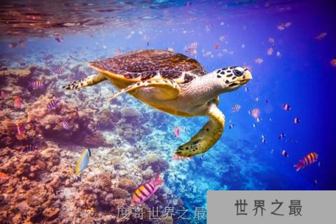 可能消失的八大世界级美景！马尔代夫在50年后可能消失