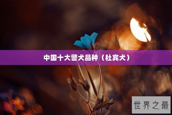 中国十大警犬品种(杜宾犬) 中国十大警犬品种(杜宾犬)