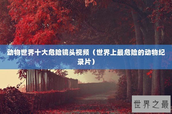 动物世界十大危险镜头视频（世界上最危险的动物纪录片）