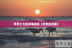 世界十大流浪龟排名（世界流浪猫）