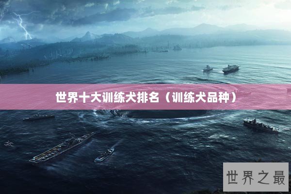 世界十大训练犬排名（训练犬品种）