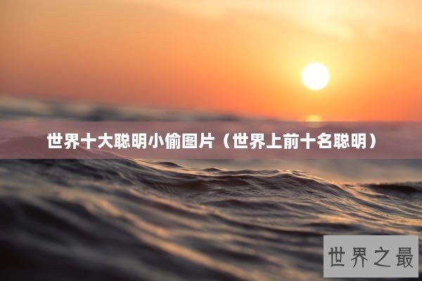 世界十大聪明小偷图片（世界上前十名聪明）