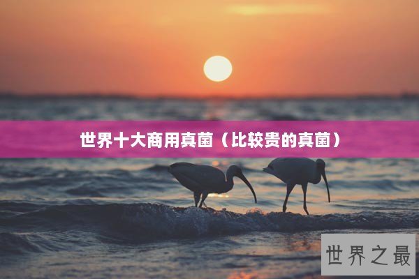 世界十大商用真菌（比较贵的真菌）