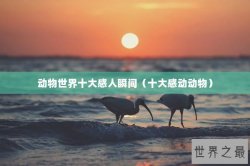 动物世界十大感人瞬间（十大感动动物）