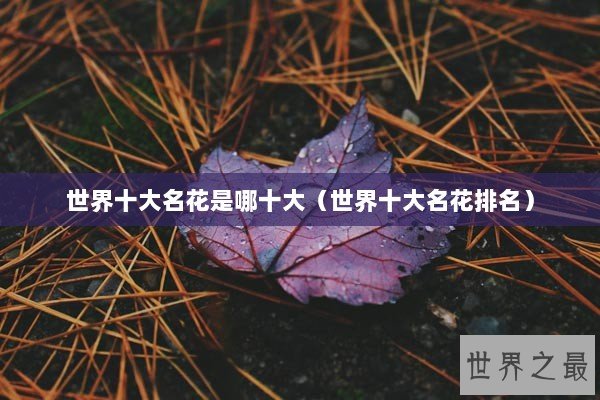 世界十大名花是哪十大（世界十大名花排名）