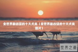 全世界最凶猛的十大犬类（全世界最凶猛的十大犬类图片）