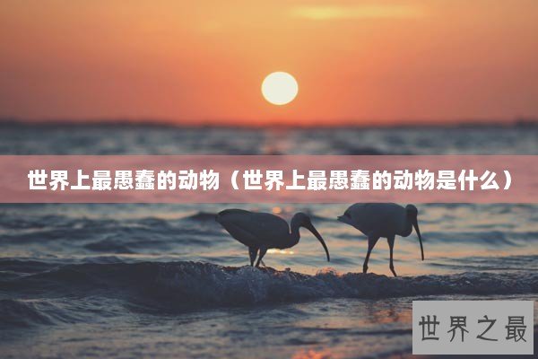 世界上最愚蠢的动物（世界上最愚蠢的动物是什么）