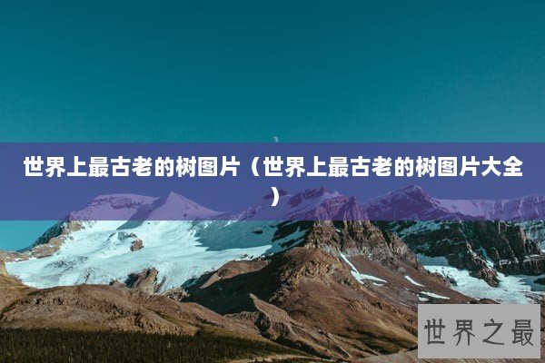 世界上最古老的树图片（世界上最古老的树图片大全）