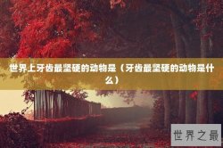 世界上牙齿最坚硬的动物是（牙齿最坚硬的动物是什么）