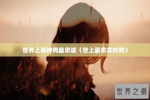 世界上哪种狗最忠诚（世上最忠实的狗）