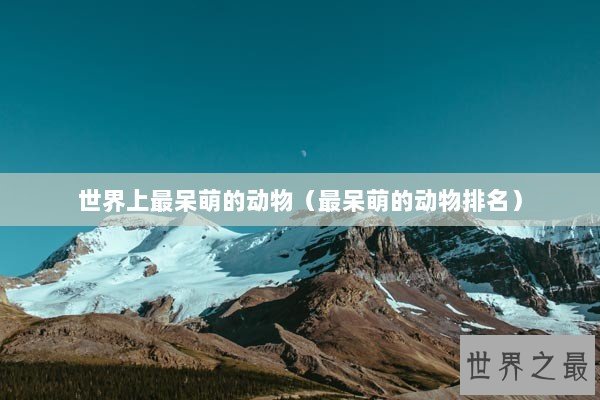 世界上最呆萌的动物（最呆萌的动物排名）