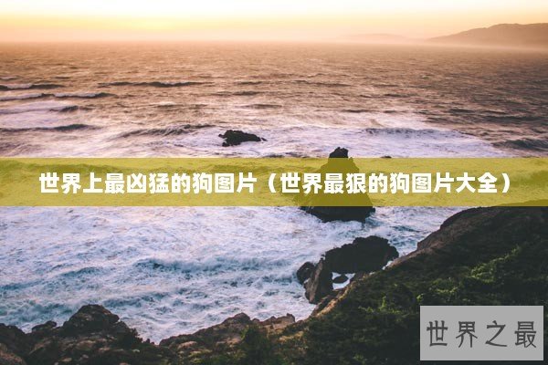 世界上最凶猛的狗图片（世界最狠的狗图片大全）