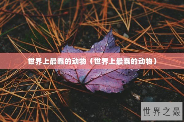 世界上最蠢的动物（世界上最蠢的动物）