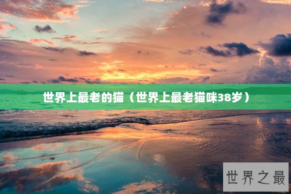 世界上最老的猫（世界上最老猫咪38岁）