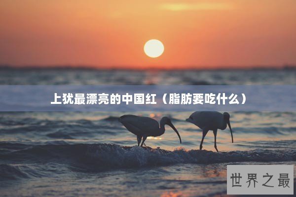 上犹最漂亮的中国红（脂肪要吃什么）
