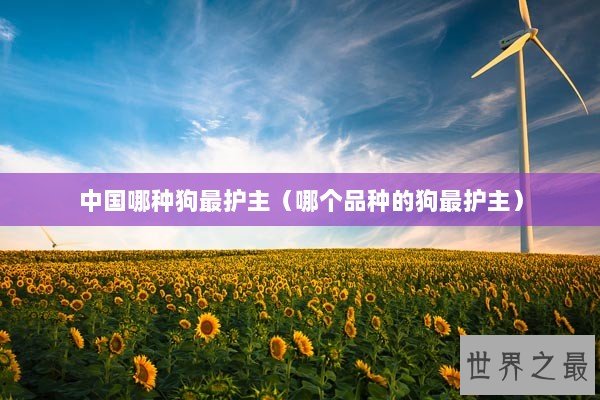 中国哪种狗最护主（哪个品种的狗最护主）
