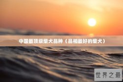 中国最顶级柴犬品种（品相最好的柴犬）