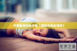 中国最原始的乌龟（原始乌龟长啥样）
