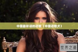 中国最听话的边牧（中国边牧犬）