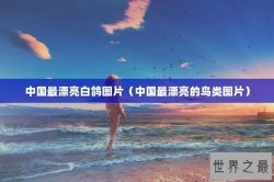 中国最漂亮白鸽图片（中国最漂亮的鸟类图片）