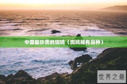 中国最珍贵的斑鸠（斑鸠稀有品种）