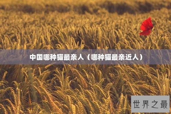 中国哪种猫最亲人（哪种猫最亲近人）