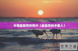中国最勤劳的照片（最勤劳的中国人）