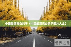 中国最漂亮白鸽子（中国最漂亮白鸽子图片大全）