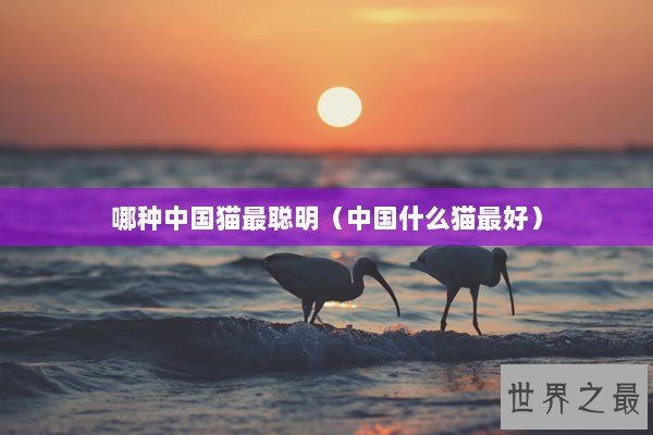 哪种中国猫最聪明(中国什么猫最好) 哪种中国猫最聪明(中国什么猫最好)