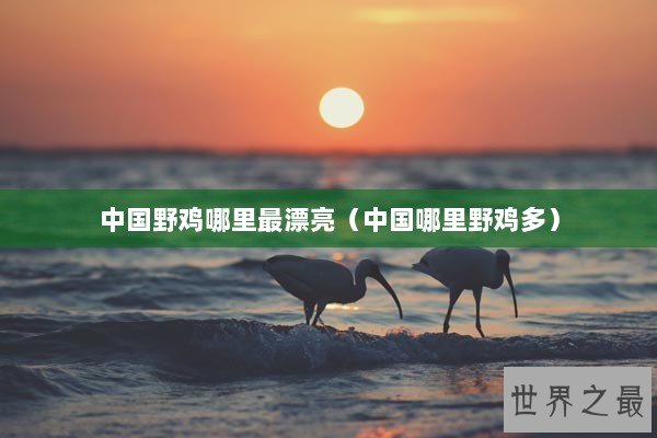 中国野鸡哪里最漂亮（中国哪里野鸡多）