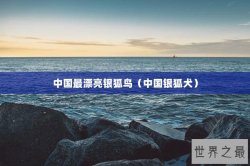 中国最漂亮银狐鸟（中国银狐犬）