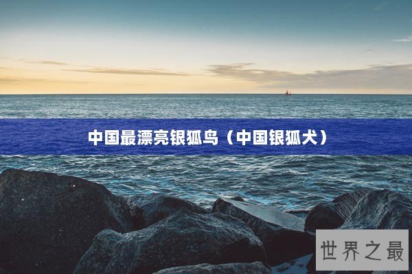 中国最漂亮银狐鸟（中国银狐犬）