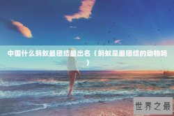 中国什么蚂蚁最团结最出名（蚂蚁是最团结的动物吗）