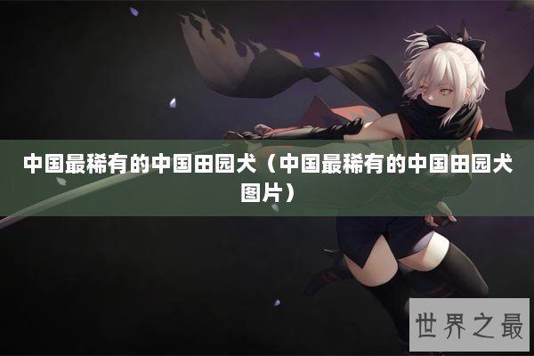 中国最稀有的中国田园犬（中国最稀有的中国田园犬图片）