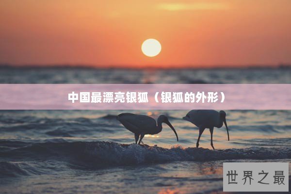 中国最漂亮银狐（银狐的外形）