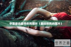 中国最凶最帅的狗图片（最凶的狗的图片）