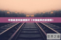 中国最漂亮狐狸图片（中国最美的狐狸精）