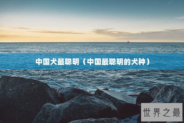 中国犬最聪明（中国最聪明的犬种）