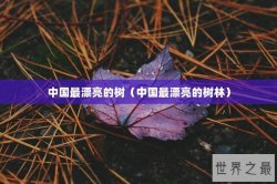 中国最漂亮的树（中国最漂亮的树林）