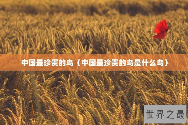 中国最珍贵的鸟（中国最珍贵的鸟是什么鸟）