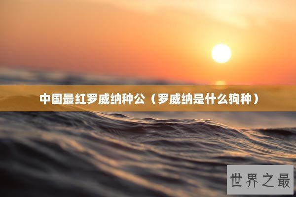 中国最红罗威纳种公（罗威纳是什么狗种）