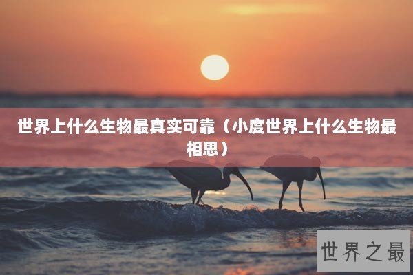 世界上什么生物最真实可靠（小度世界上什么生物最相思）
